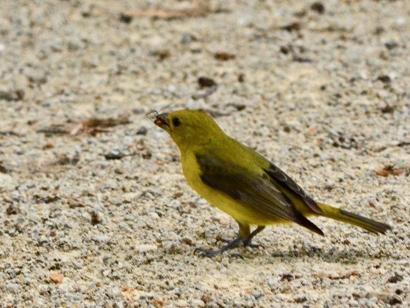 Female Scarlet Tanager (7467759938) by CheepShot is licensed under CC BY 2.0.